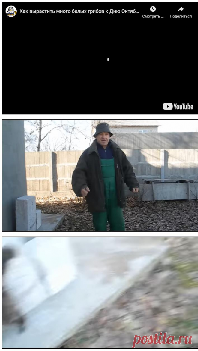 Как вырастить много белых грибов к дню октябрьской революции