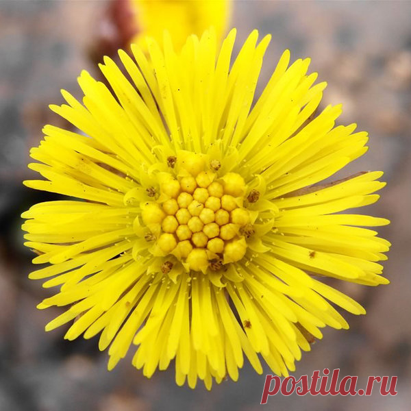 Трава мать и мачеха | Я и дача | Яндекс Дзен