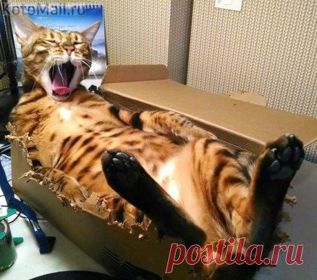 Грызун домашний, коробочный