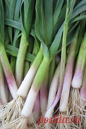 ТОП 10 полезных продуктов для иммунитета 
Лучший способ предотвратить заболевание гриппом - это построить собственный непробиваемый иммунитет. Дэйв Гротто, автор книги «101 продукт для спасения жизни», рассказывает нам о 10 продуктов, насыщенных самыми дозами витаминов и питательных веществ, необходимых нам для защиты и профилактики заболеваний.
