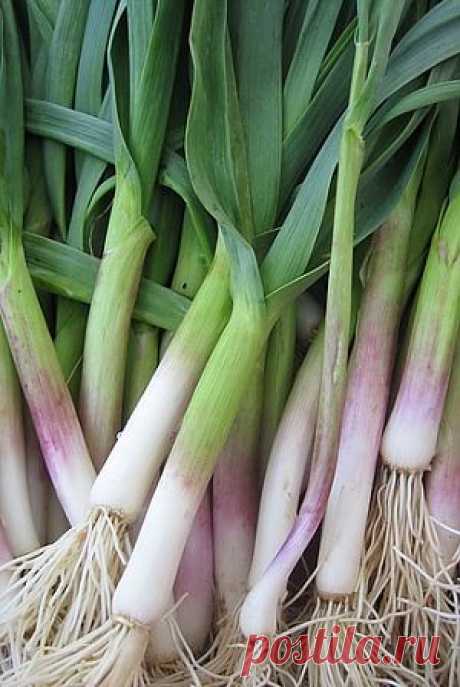 ТОП 10 полезных продуктов для иммунитета 
Лучший способ предотвратить заболевание гриппом - это построить собственный непробиваемый иммунитет. Дэйв Гротто, автор книги «101 продукт для спасения жизни», рассказывает нам о 10 продуктов, насыщенных самыми дозами витаминов и питательных веществ, необходимых нам для защиты и профилактики заболеваний.
