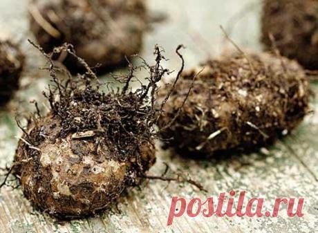 Бегония садовая – секреты успешного ее разведения + Видео