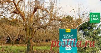 Железный купорос – что это и для чего применяется в саду? Невозможно вырастить здоровый сад без периодической обработки деревьев и кустарников защитными средствами от вредителей и болезней. Одно из таких средств − железный купорос.