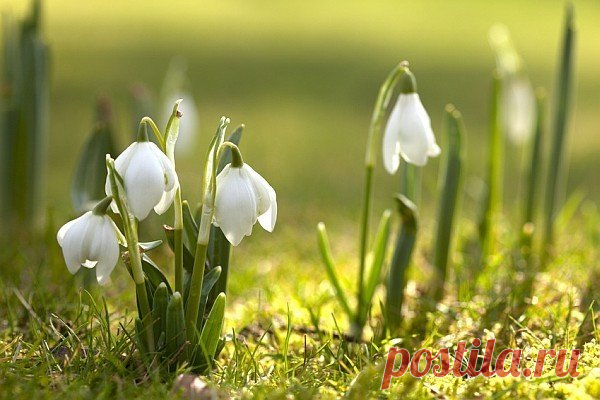 Доброе утро! Желаем вам радостного дня! 🌺☀️