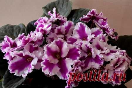 Фиалки на Алтае - Размножение сенполий цветоносами