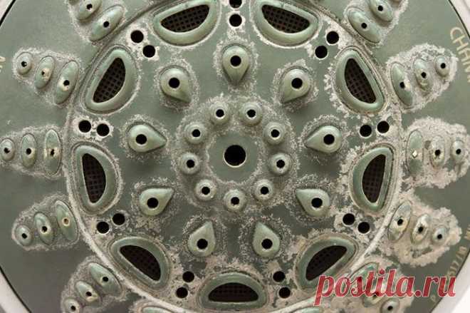 Быстро и легко: чистим головку от душа / Домоседы