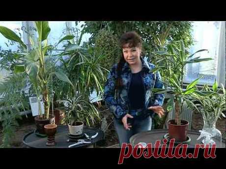 ▶ 19. Размножение растений верхушечными черенками. - YouTube