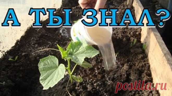 Подкормка для растений из дрожжей: готовим самостоятельно