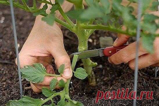 Листья – это сердце любого растения. Они отвечают за питание, насыщение 
кислородом и хороший рост. Однако, мы привыкли листья удалять, поскольку
 это помогает в формировании растения. В случае с томатами есть одна 
проверенная схема удаления листьев:
1. Первые пять листьев спокойно убираем в любую фазу развития. Так ствол
 помидоров освобождается и не тянется к земле, а воздух полноценно 
обдува