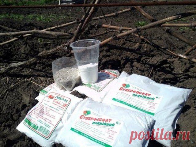 Чем подкормить виноград осенью перед обрезкой и укрытием | Виноград (Огород.ru)