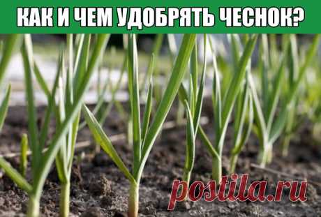Как и чем удобрять чеснок?

Чеснок – это овощная культура, которая выращивается и почитается в многих страна мира. Отличается своим острым вкусом и характерным запахом. Используется как в кулинарии, так и в медицине. За что и занимает свое почетное место среди овощей. В качестве размножения используют семена — зубчики чеснока. Чтобы собрать хороший урожай одной "силы природы" недостаточно.

Все зависит от ухода садовода. Посеять семена это только маленький шаг, дальше нужн...