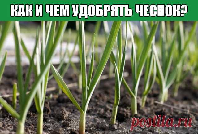 Как и чем удобрять чеснок?

Чеснок – это овощная культура, которая выращивается и почитается в многих страна мира. Отличается своим острым вкусом и характерным запахом. Используется как в кулинарии, так и в медицине. За что и занимает свое почетное место среди овощей. В качестве размножения используют семена — зубчики чеснока. Чтобы собрать хороший урожай одной 