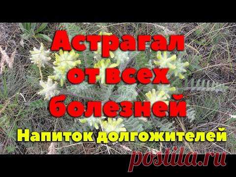 Астрагал - Чудо растение жизни
