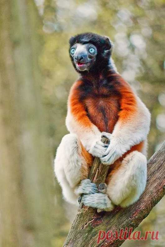 Animal life – Google+