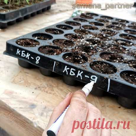 Сеем капусту на рассаду, пора | Семена Партнер | Яндекс Дзен
