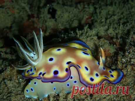 P7101902 Nacktschnecke, Chromodoris kunei, Prince John Dive Resort, ( Donggala, Zentral-Sulawesi, Indonesien )