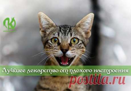 Кота заводят, чтобы кот был маяком во тьме невзгод…