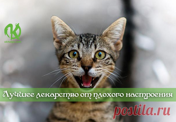 Кота заводят, чтобы кот был маяком во тьме невзгод…