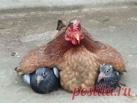 Google+