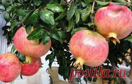 Экзотическое растение на подоконнике: как вырастить гранат из косточки.