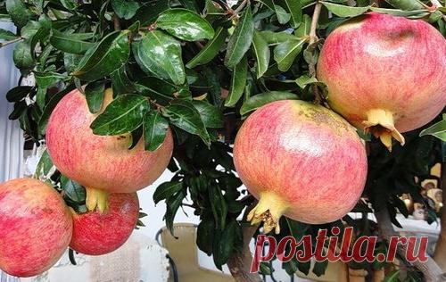 Экзотическое растение на подоконнике: как вырастить гранат из косточки.