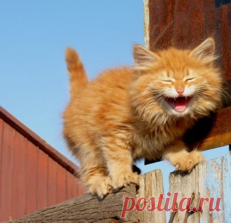 Забавные факты о людях и животных