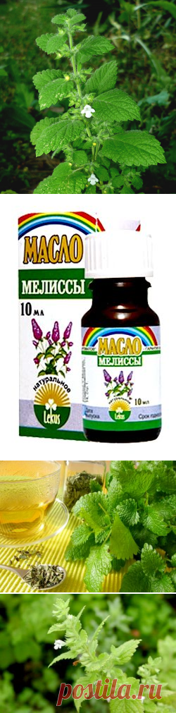МЕЛИССА — ЛЕЧЕБНЫЕ СВОЙСТВА И ПРОТИВОПОКАЗАНИЯ ТРАВЫ.