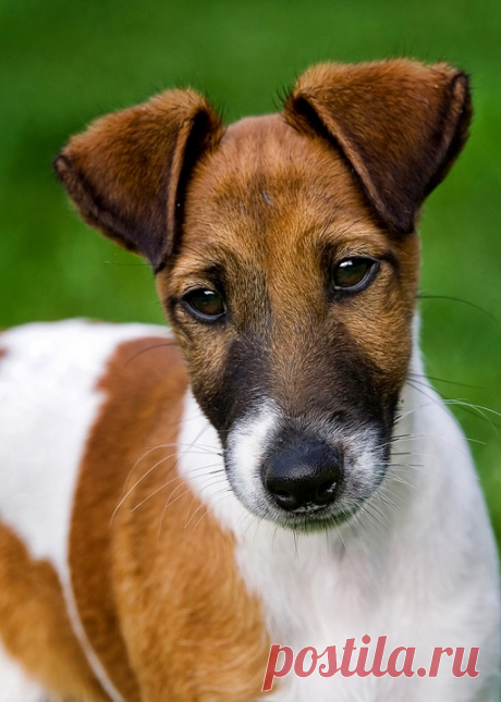 Порода собак фокстерьер