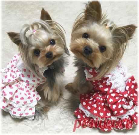 ༺🌸༻.
Йоркширский терьер