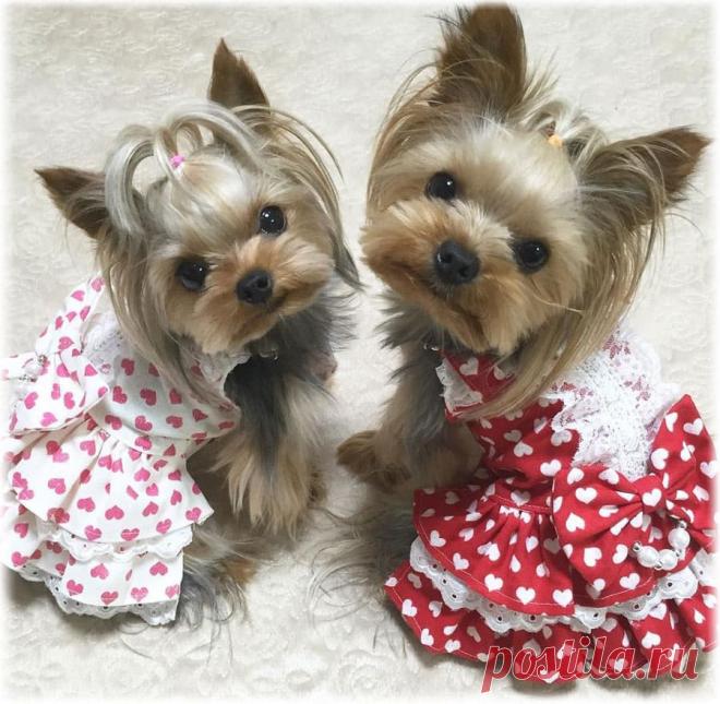 ༺🌸༻.
Йоркширский терьер