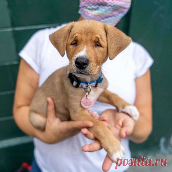 Precious Little Stray Puppy Born With Permanent Squint - Go Animals