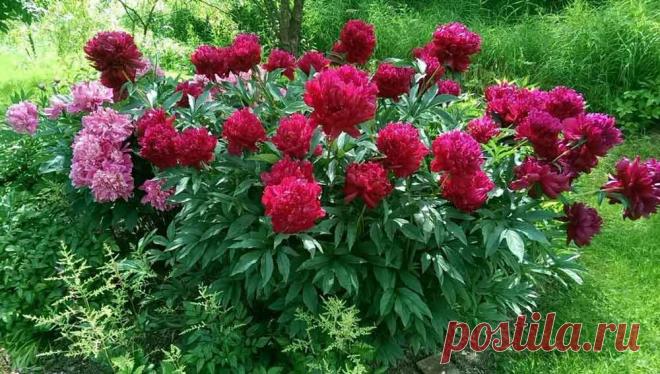 Как выращивать пионы с пышными цветами: лучшие удобрения для подкормки