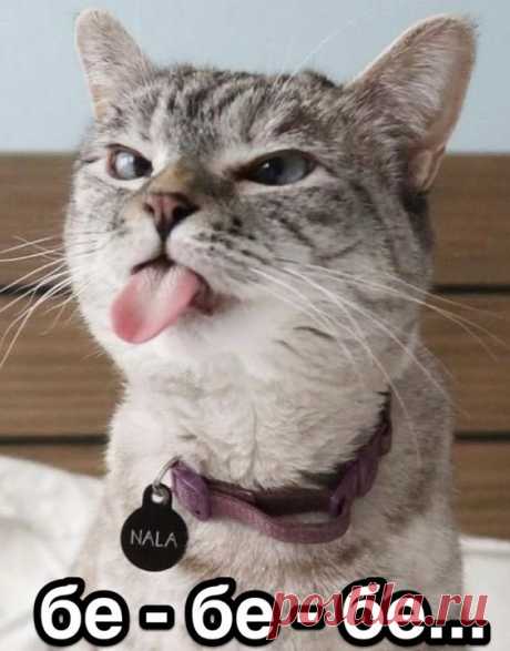 Мемы кот