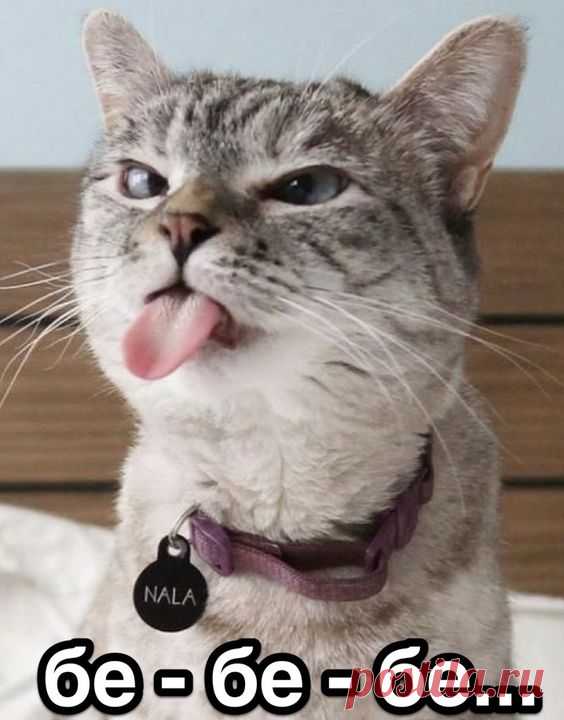 Мемы кот