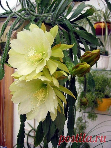 Эпифиллум — лиcтoвидный кактуc