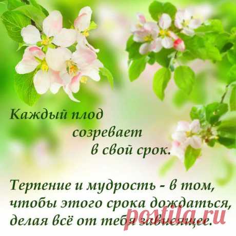 Каждый плод созревает в свой срок. Терпение и мудрость - в том, чтобы этого срока дождаться, делая всё от тебя зависящее.