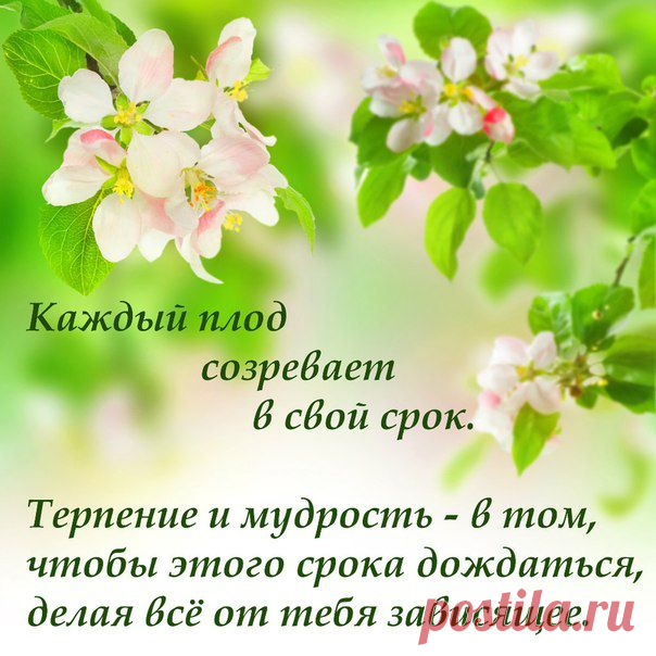 Каждый плод созревает в свой срок. Терпение и мудрость - в том, чтобы этого срока дождаться, делая всё от тебя зависящее.
