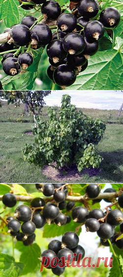 Выращивание черной смородины: размножение, посадка и уход
