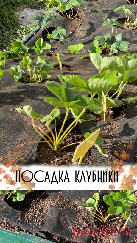 Грядки и клумбы в Instagram: «👍Я больше всего люблю именно осеннюю посадку клубники 😉Нет суеты, весенней суматохи и беготни 👉Стараюсь высадить все саженцы до середины…»