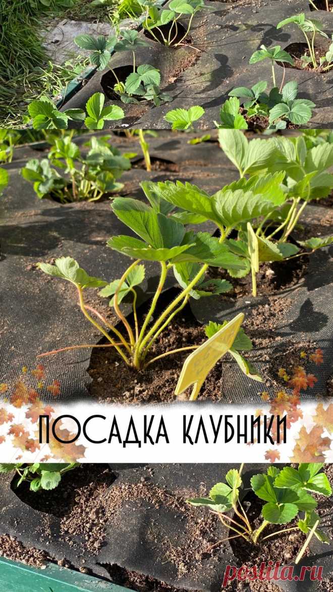 Грядки и клумбы в Instagram: «👍Я больше всего люблю именно осеннюю посадку клубники 😉Нет суеты, весенней суматохи и беготни 👉Стараюсь высадить все саженцы до середины…»
