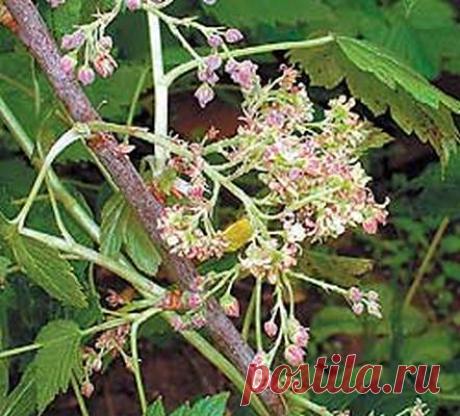 Какие болезни и насекомые грозят дачным посадкам — 6 соток