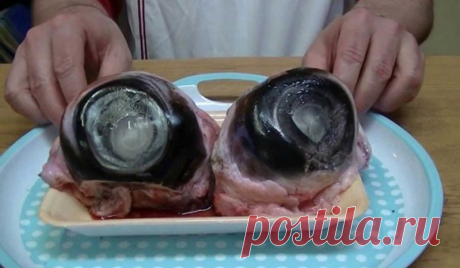 Самые отвратительные блюда из рыбы и морепродуктов: вы точно не захотите узнать их вкус