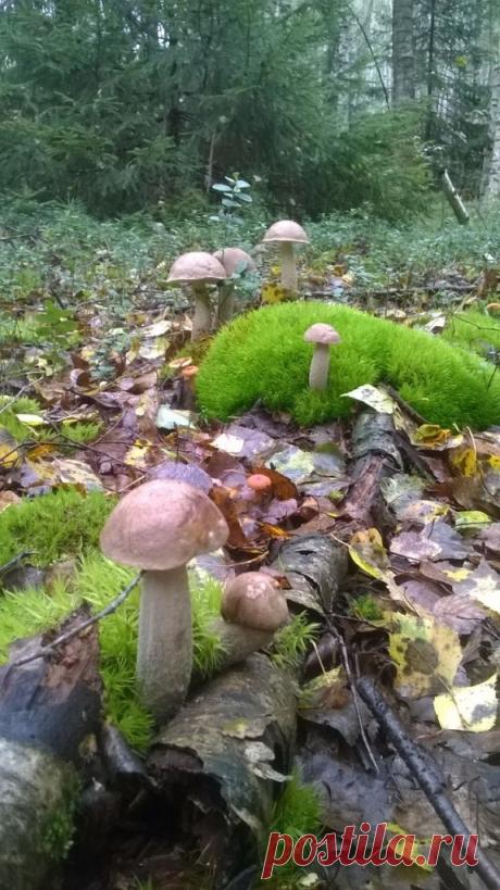 (63) Одноклассники