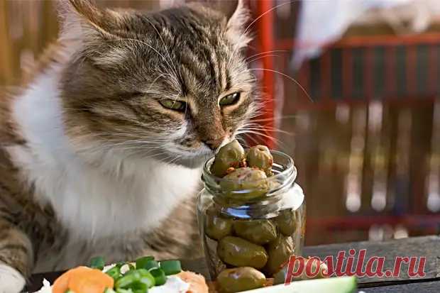 5 ЗАПАХОВ, КОТОРЫЕ РАЗДРАЖАЮТ И ОТПУГИВАЮТ КОШЕК - Наш уютный дом - медиаплатформа МирТесен