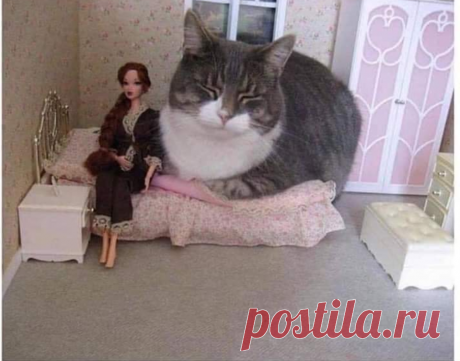 10 гигантских котов, которые поднимут вам настроение