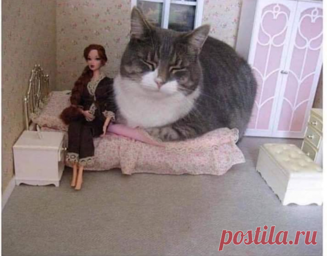 10 гигантских котов, которые поднимут вам настроение