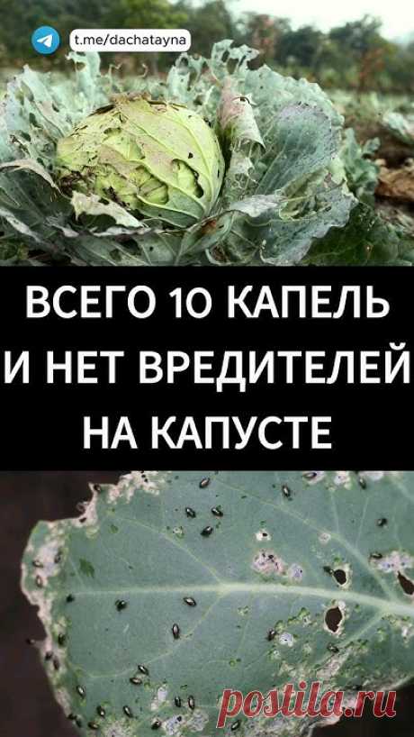 Вредители капусты. Борьба с вредителями капусты.