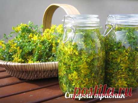 Зверобой, трава от 99 болезней. 

«Как нельзя без муки испечь хлеба, так без зверобоя нельзя лечить болезни».(народная пословица) 

Зверобой, как лекарственное растение был известен древним грекам и римлянам. Прочитать о зверобое можно в трудах Гиппократа, Плиния Старшего и Диоскорида. Позднее его с успехом применял в своей практике Парацельс. Наши предки верили, что зверобой исцеляет от 99 болезней. 
Показать полностью…