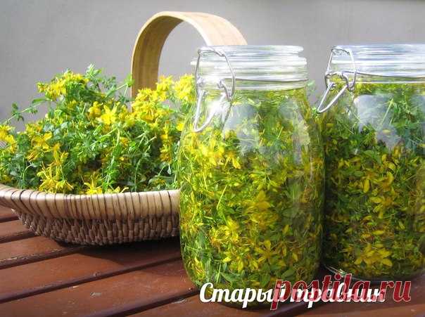 Зверобой, трава от 99 болезней. 

«Как нельзя без муки испечь хлеба, так без зверобоя нельзя лечить болезни».(народная пословица) 

Зверобой, как лекарственное растение был известен древним грекам и римлянам. Прочитать о зверобое можно в трудах Гиппократа, Плиния Старшего и Диоскорида. Позднее его с успехом применял в своей практике Парацельс. Наши предки верили, что зверобой исцеляет от 99 болезней. 
Показать полностью…