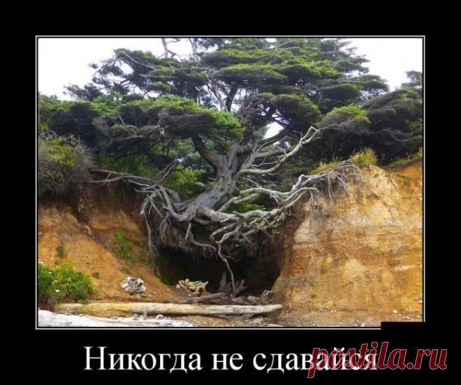 Сегодня я снова пытался вернуть свою девушку. Но с тех пор, как она переехала ко мне, её родители перестали отвечать на звонки (Демотиваторы )